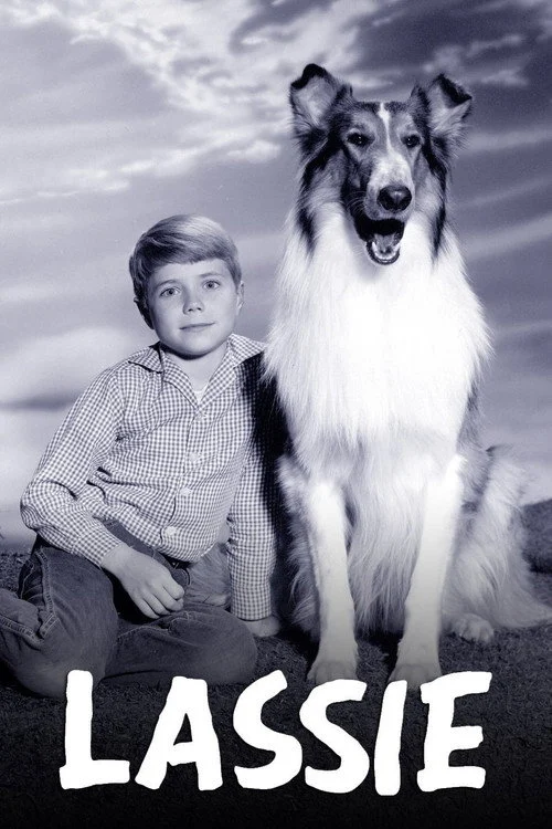Lassie Dizisi Nerede Yayınlanıyor?